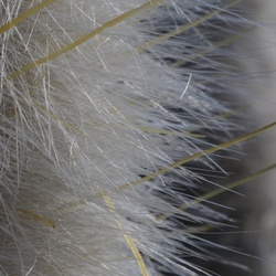 2017-03 New Zealand/Auckland Botanic Garden/DSC_0072.JPG